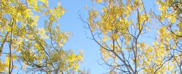 Lie in This Hammock Beside Me